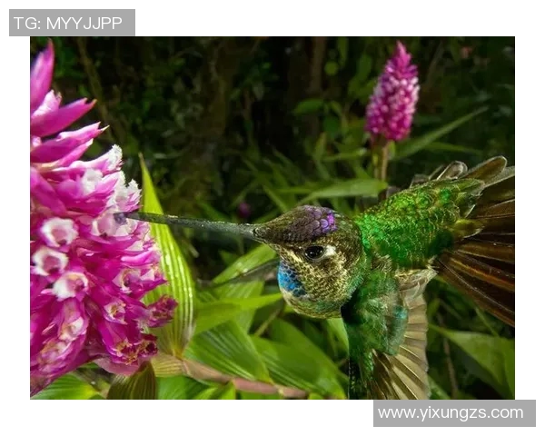 探索冈山绿雉的栖息地与生态习性揭示其在自然界中的独特魅力与价值 探索冈山绿雉的栖息地与生态习性揭示其在自然界中的独特魅力与价值
